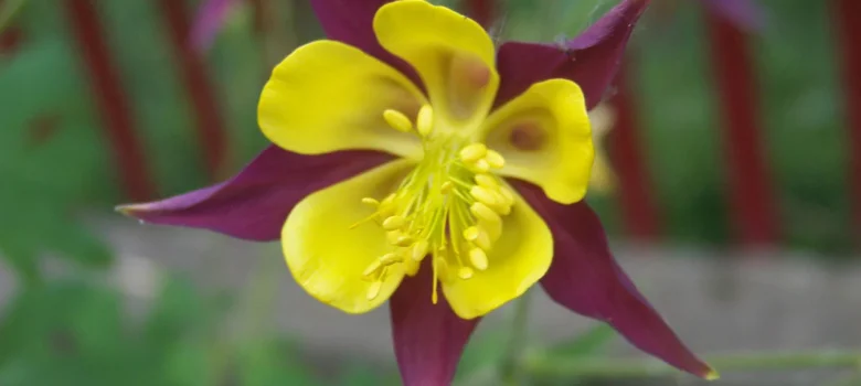 Kwiat orlika żółto-bordowego
