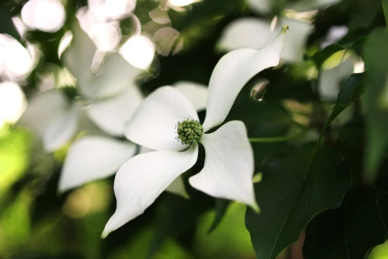 Dereń kwitnący na biało