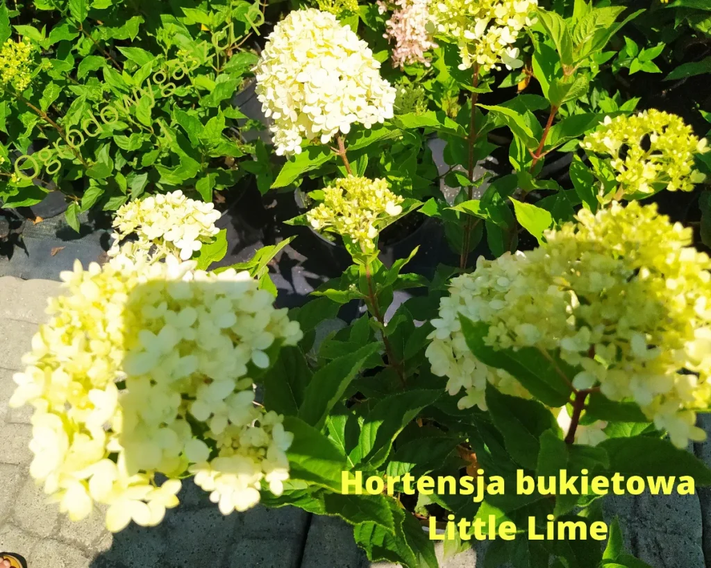 hortensja bukietowa Little Lime