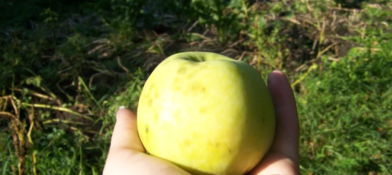 Jabłko w dłoni