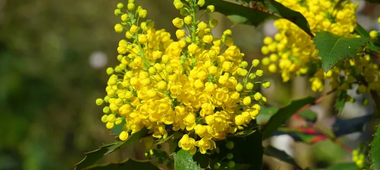 żółte kwiaty mahoni