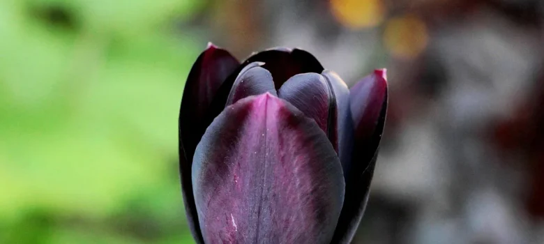 czarny tulipan