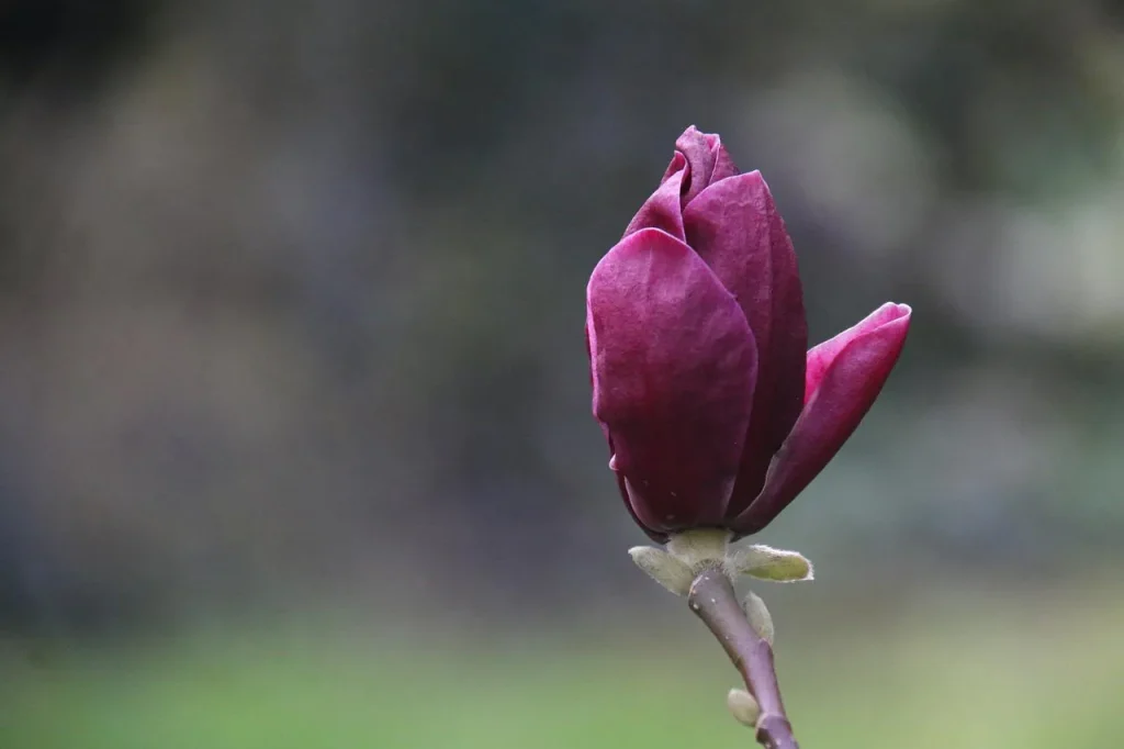 magnolia black tulip