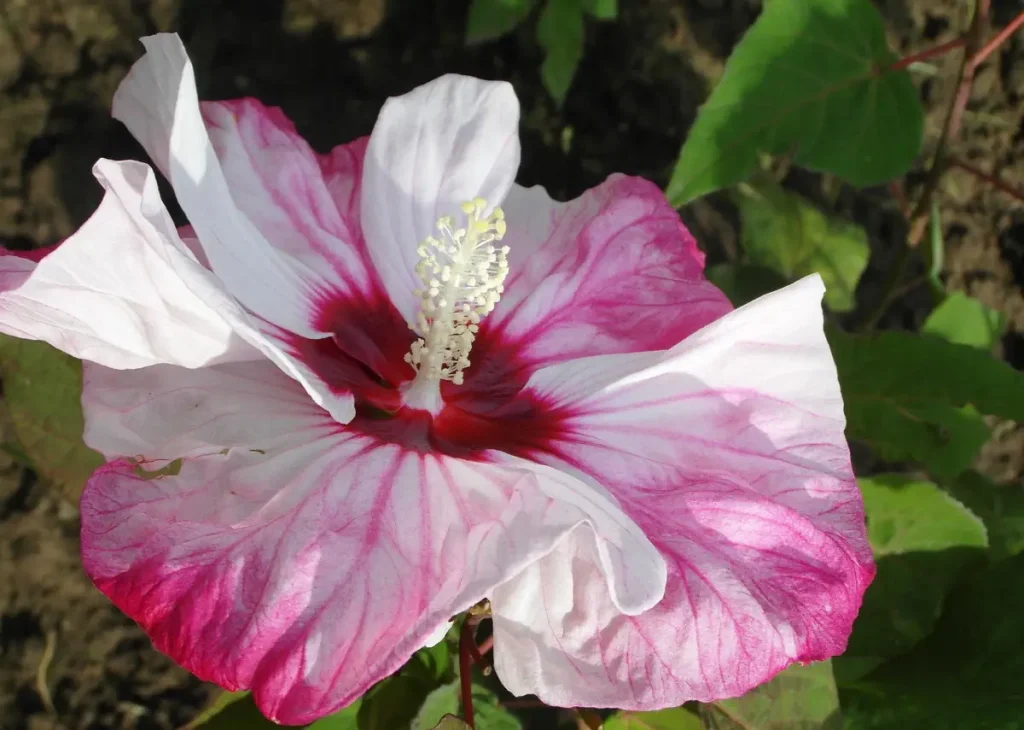 kwiat hibiskusa bagiennego